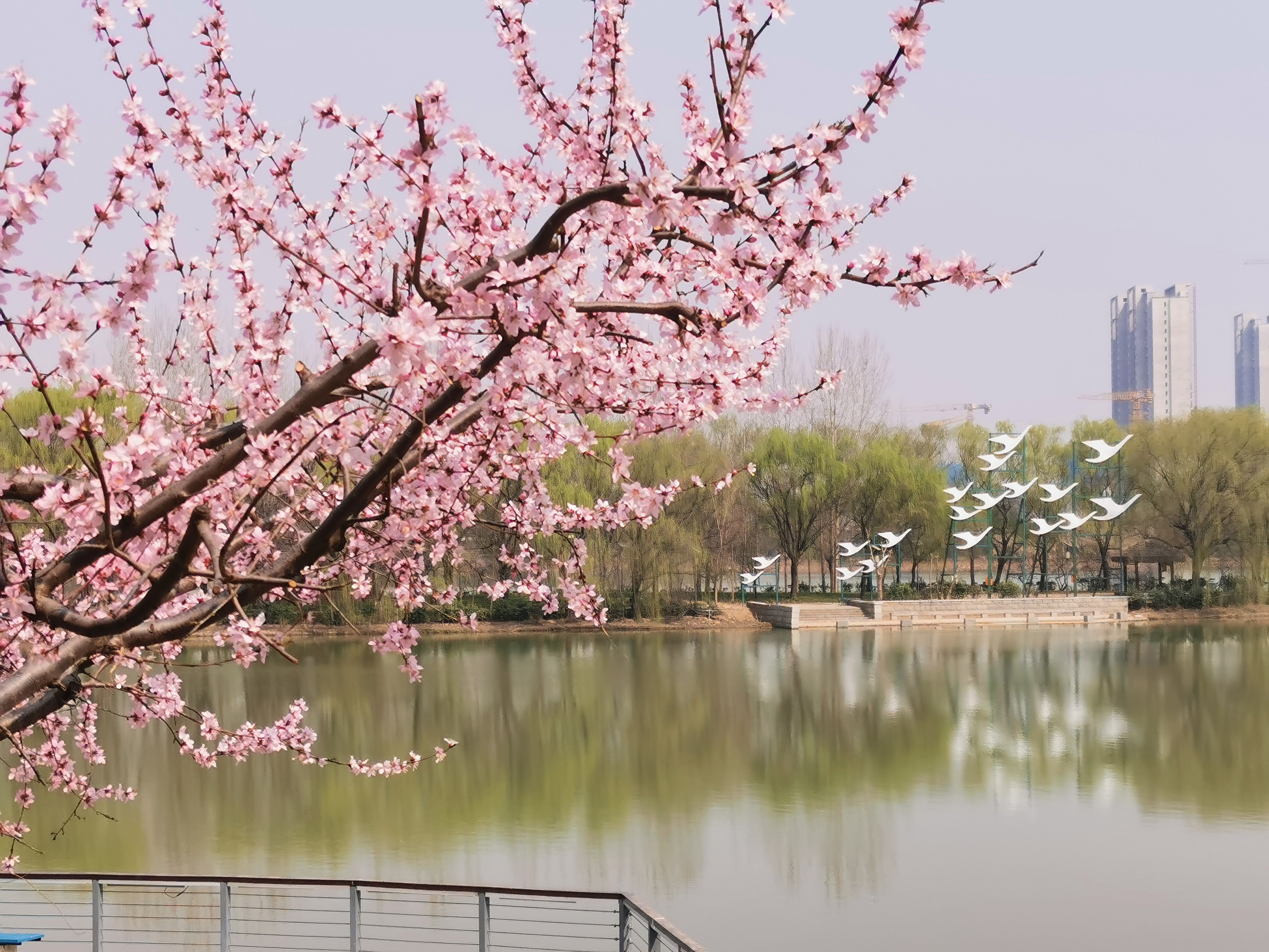 西安春天太美了,西安的春天美呆了