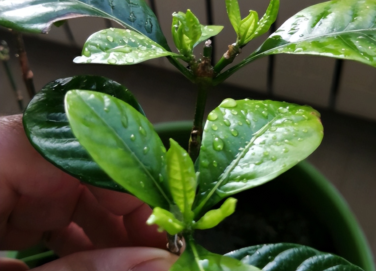 爱干净的人应该养什么动物,家中千万别养这8种毒花