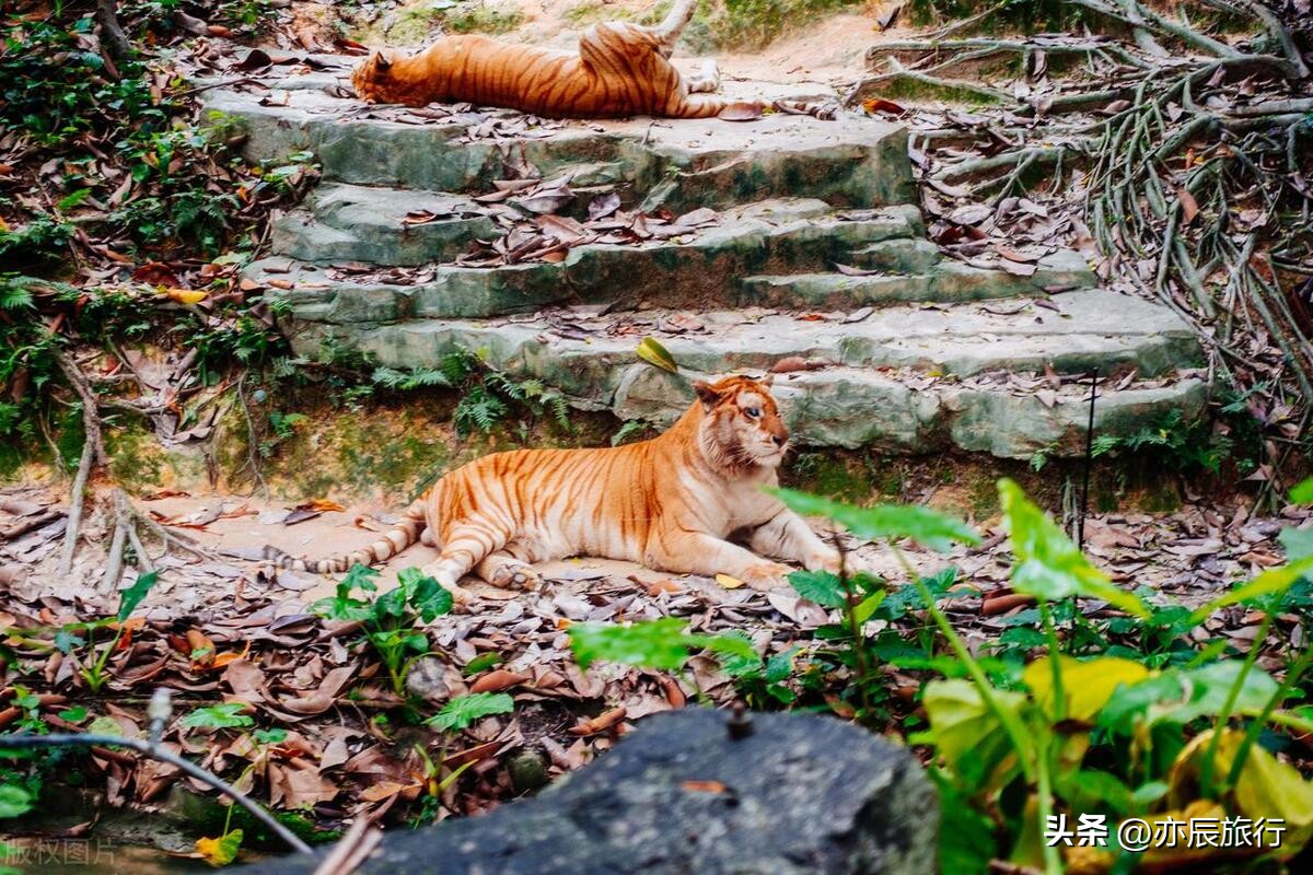 广西到广东周边旅游十大必去景点,广东最好玩的地方前十名有哪些