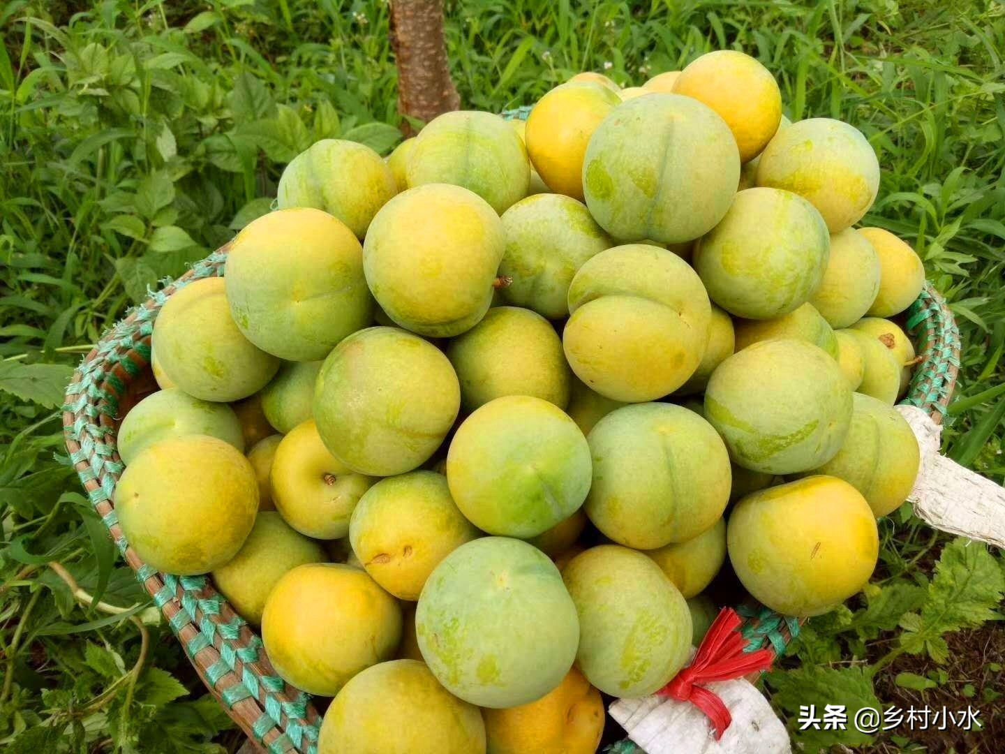 蜂糖李种植在哪些地方品质比较好,种植蜂糖李利润