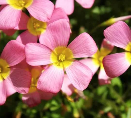 认识各种花卉名称,认识各种花的名字