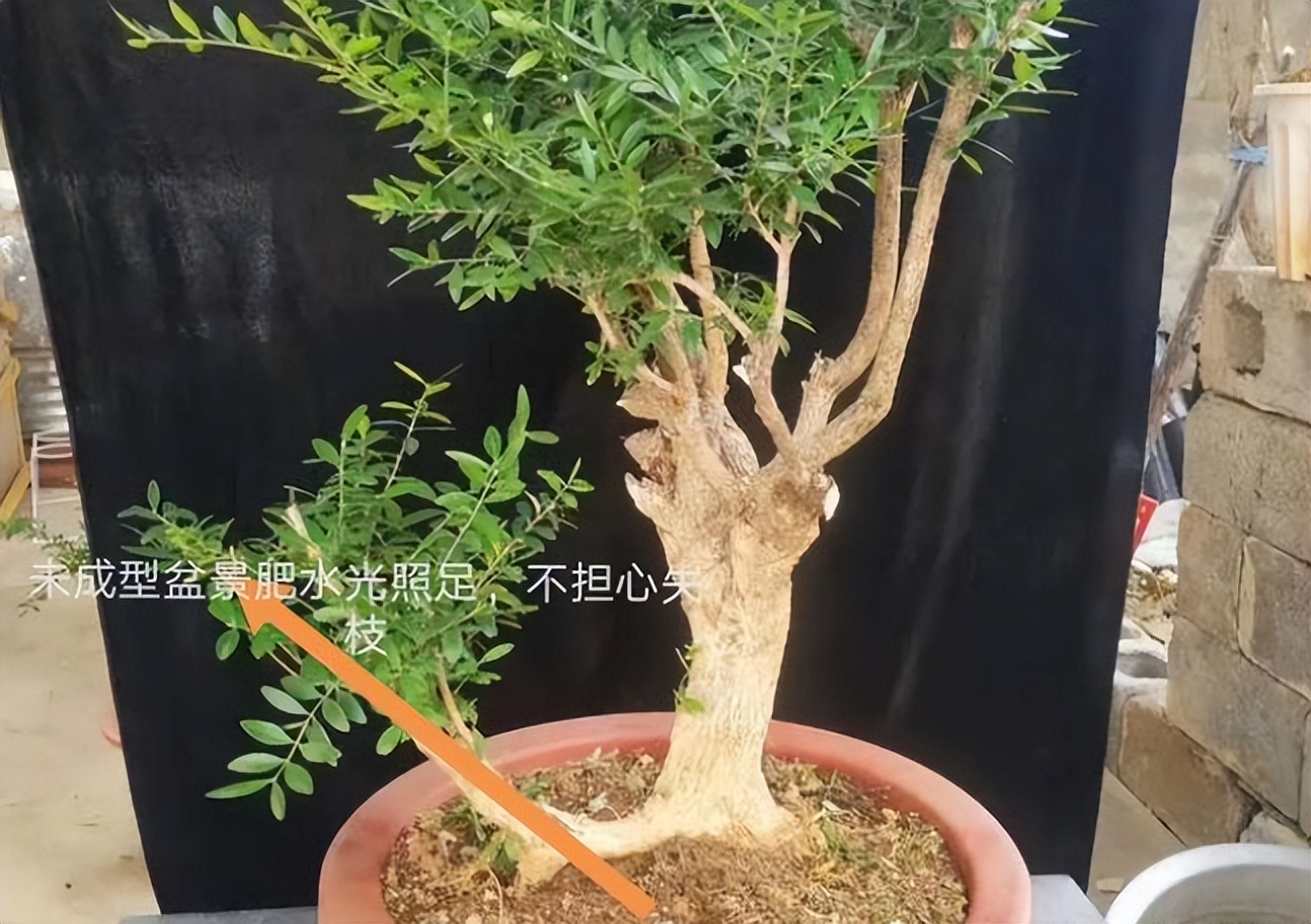 黄杨盆栽忌讳,小叶黄杨树皮有一半枯了怎么处理