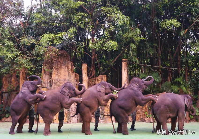 全国最大动物园野生动物,亚洲最大的动物园400多种动物