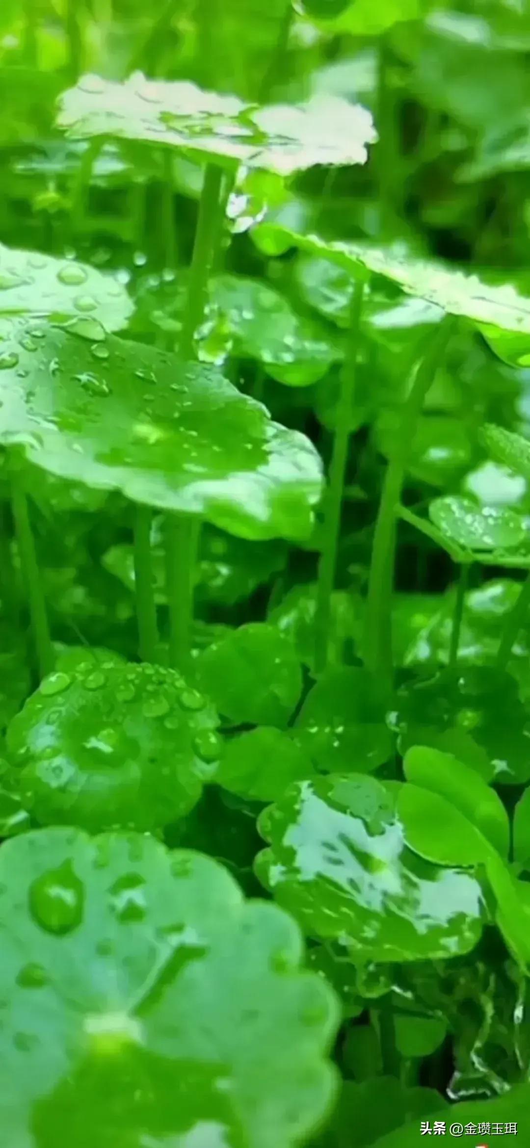 摆地摊日入9000租金,摆地摊日入一千