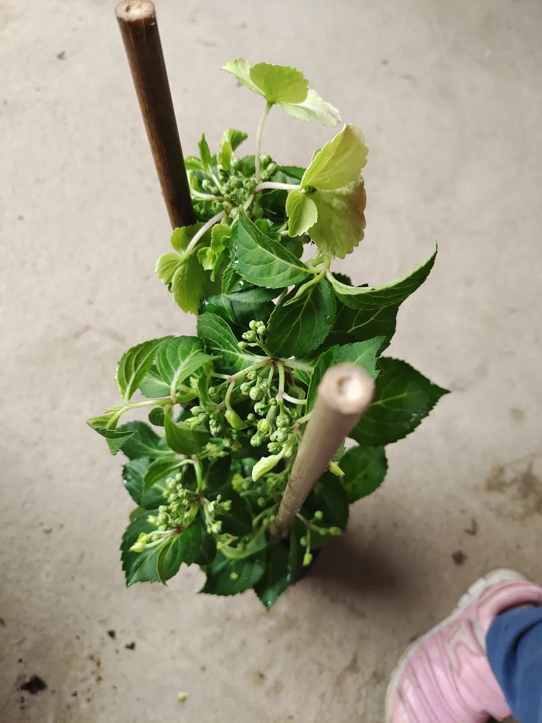 盆栽刚买回来就枯萎了怎么办,刚买的盆栽掉叶子怎么回事啊