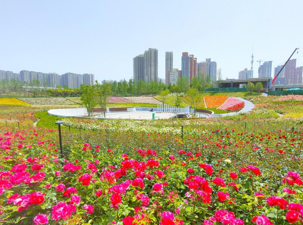 郑州经开区赏花胜地,三月郑州附近有什么赏花的