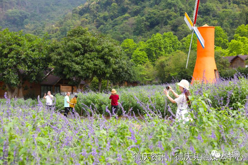 德庆盘龙峡薰衣草基地图片,德庆盘龙峡薰衣草园门票