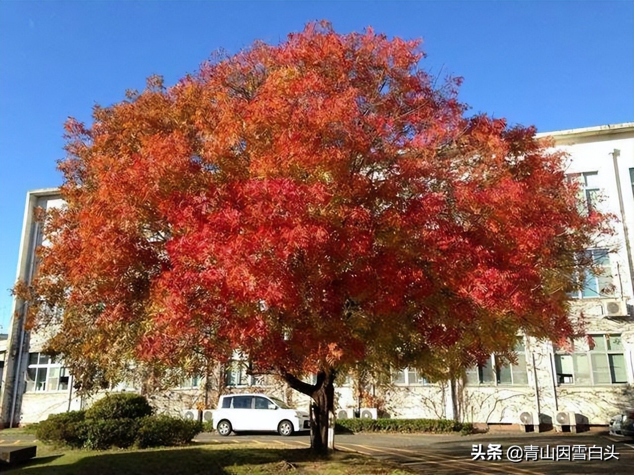 树木的观叶、观花、观果价值，有双重价值的品种，必定前景无限