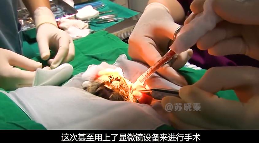 猫咪失明眼球肿大凸出,猫咪失明但眼睛装下了整片星空