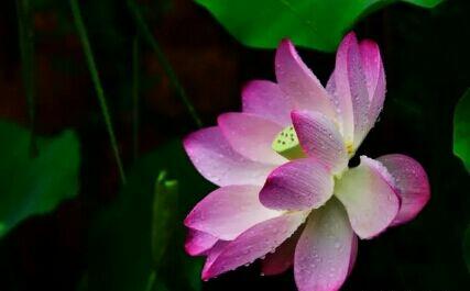 怎么做一个佛系的人,该怎么当一个佛系老师