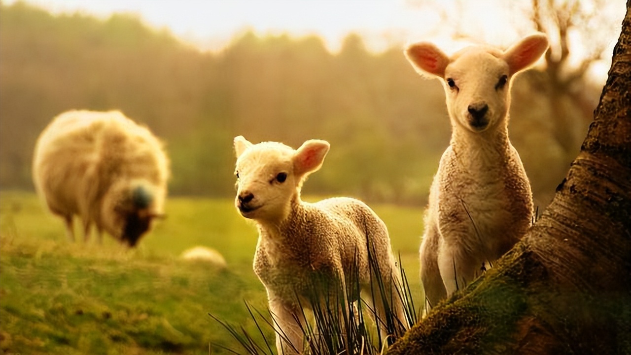 为什么动物都会定期发情，人类女性却要隐藏“发情期”？