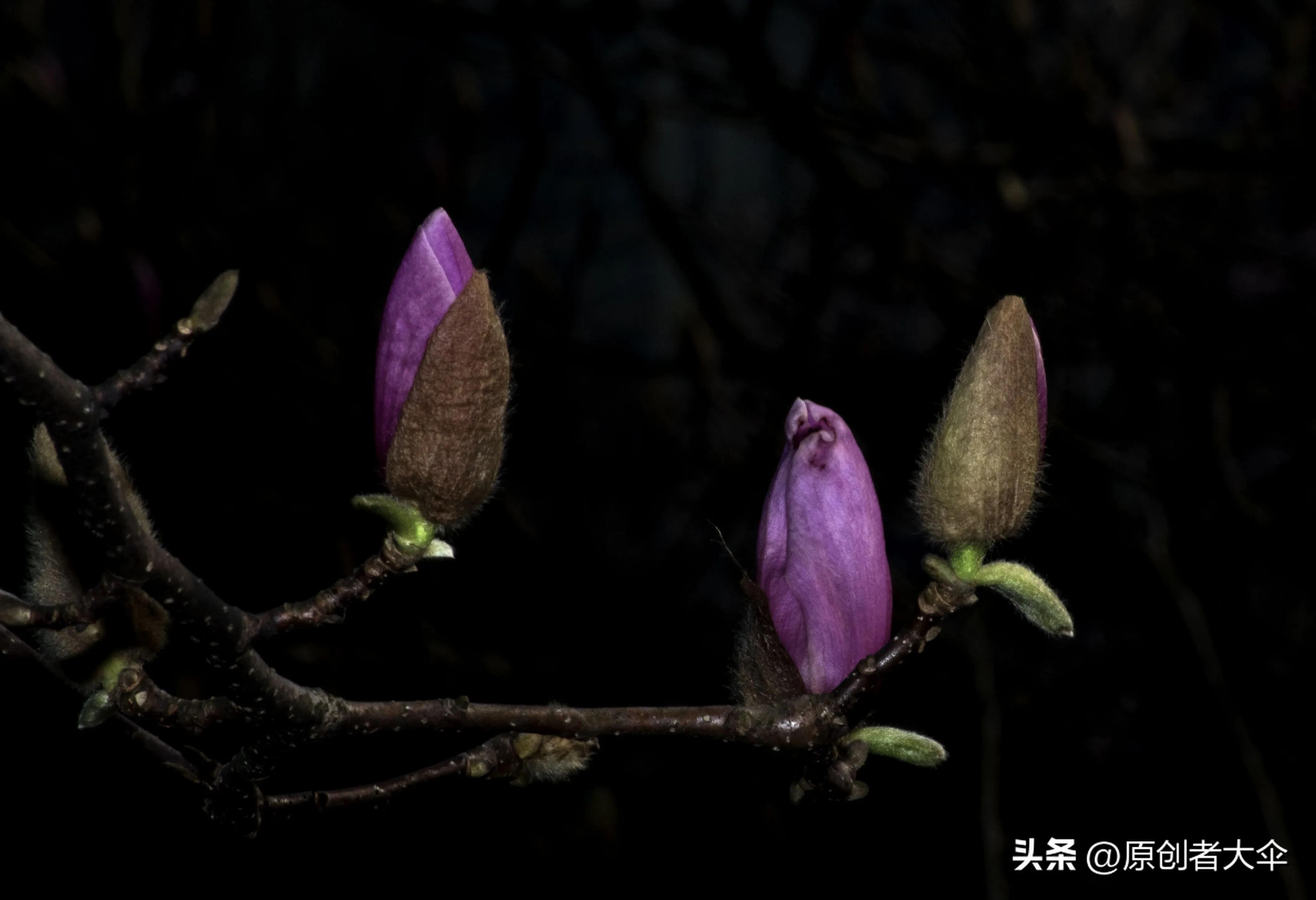 拍个玉兰婴差点赔了台单反