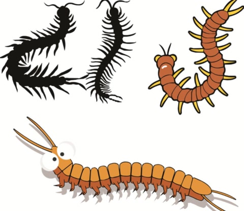 鸡为什么是蝎子的克星,鸡为什么是虫子的天敌呢