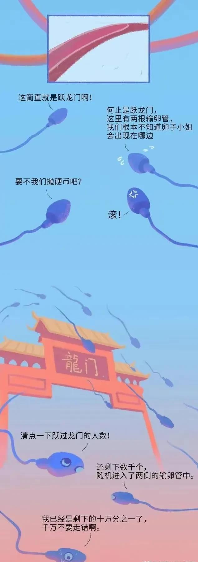 精子在人体24个小时都经历了什么,精子在人体24小时经历了什么