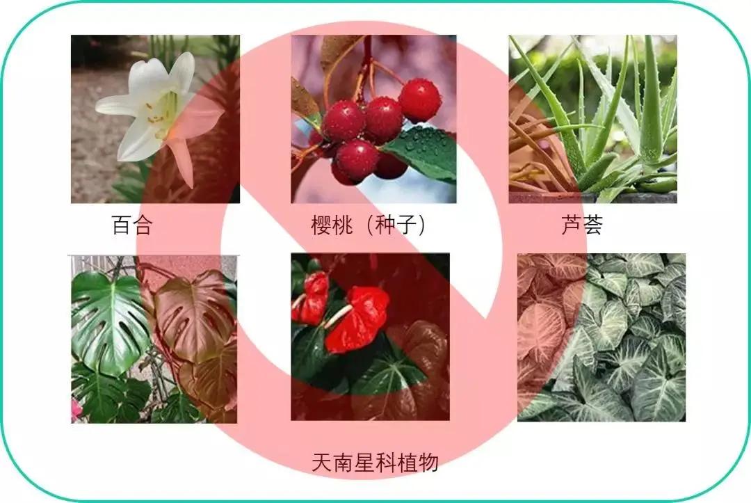 猫咪轻度中毒的症状及治疗,猫咪中毒三小时以上该怎么解毒