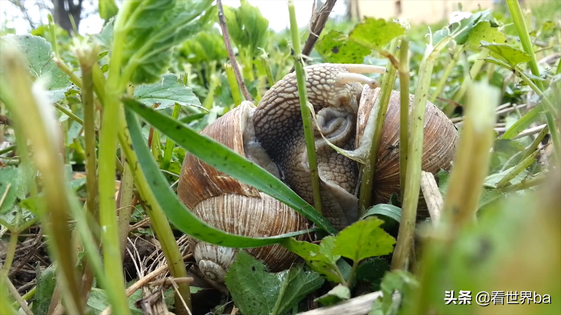 全球肆虐的非洲大蜗牛，是非洲人的美味，中国吃货：这个真不敢吃