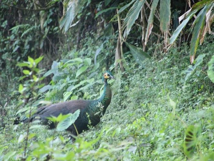 鸡窝真能飞出“凤凰”！安徽居民家中惊现大鸟，专家竟认错物种？