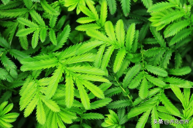 30种最适合客厅的植物大气又漂亮,居室客厅植物装饰温馨