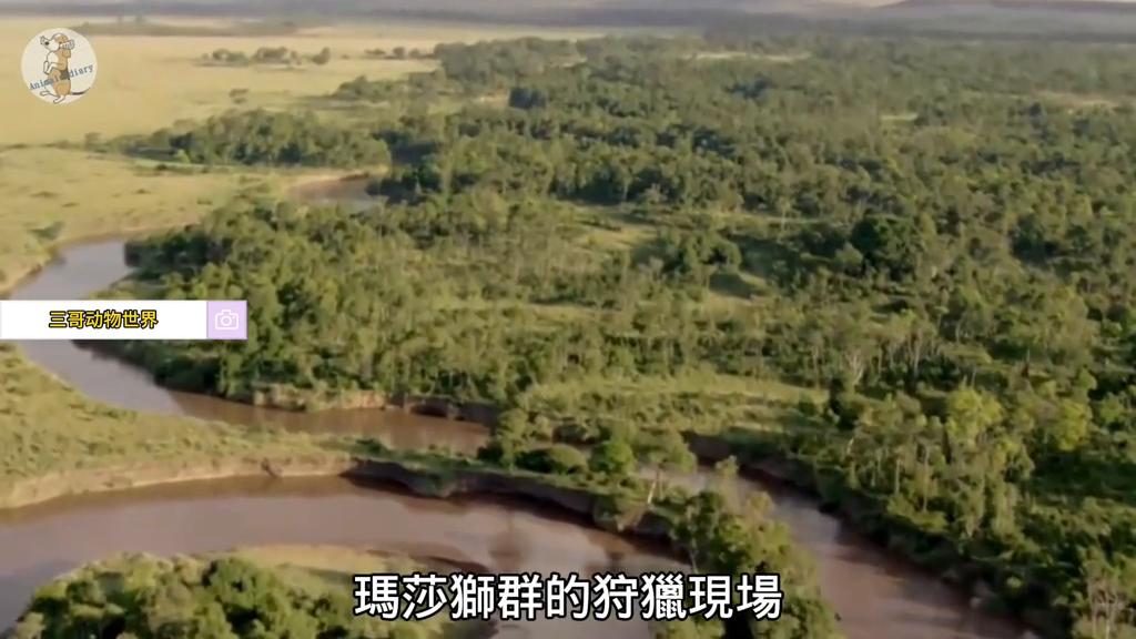 狮王乐高被咬断狮子脊柱,乐高狮王和鳄鱼王