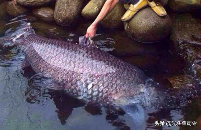 四大家鱼最深能生活在多少米,淡水鱼最大多大