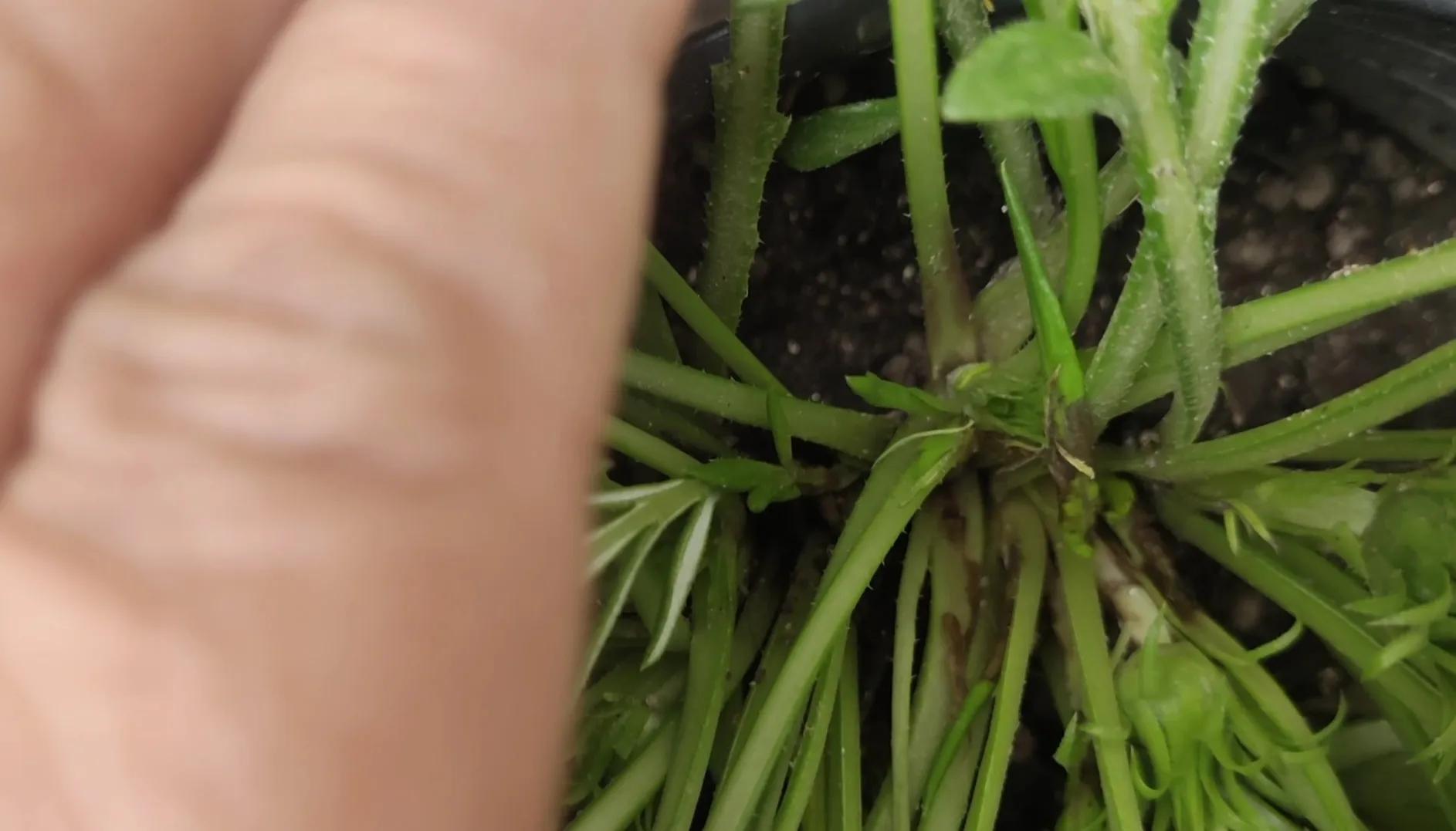 枯萎的勋章菊怎么处理,勋章菊枯萎