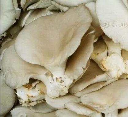 平菇栽培种含水量的要求,平菇菌包含水量怎么样计算的