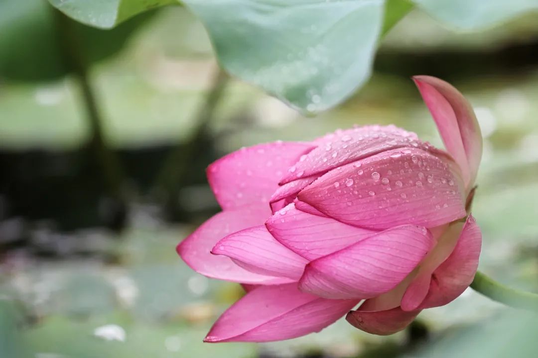 关于夏雨的好诗句十个,关于夏雨的经典古诗词