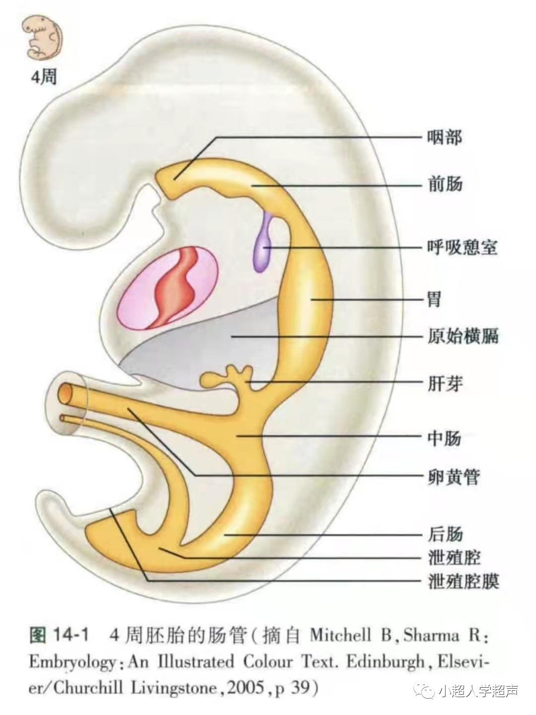 食道闭锁超声表现,食管闭锁一型手术过程