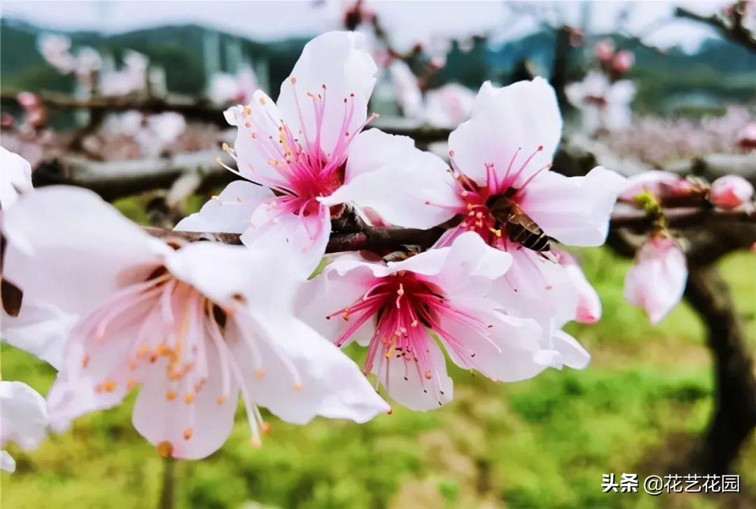 什么花有驱蚊效果适合家里养,驱蚊虫的花适合在室内养的