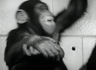 朊病毒大爆发可能性,朊病毒是不是致死率最高的病毒