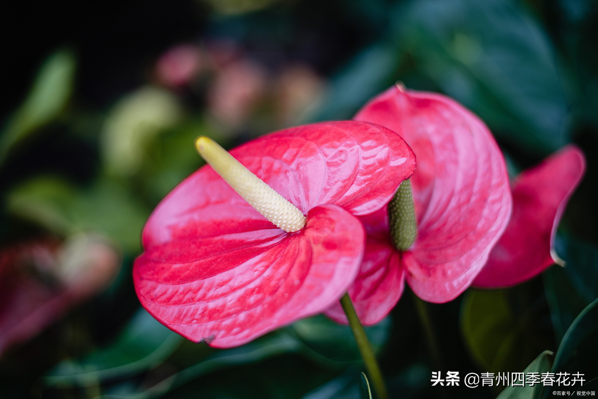 鲜花名字大全带花语,名字好听花语有内涵的花