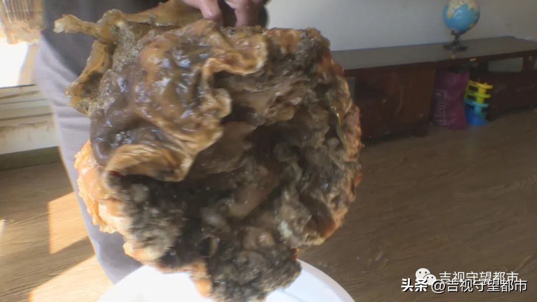 男子捡到太岁天天喝水,记者在河边采访村民捡到太岁