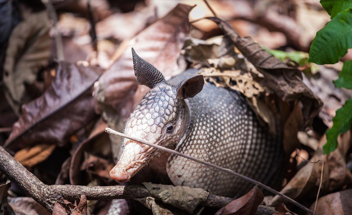 犰狳巴西,犰狳是巴西的国宝吗