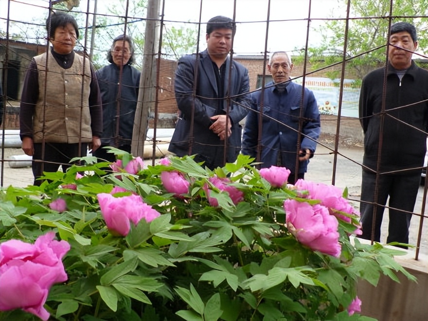 悼念伟人的植物不仅有柏乡神牡丹，还有四川郫县神树“三星归位”