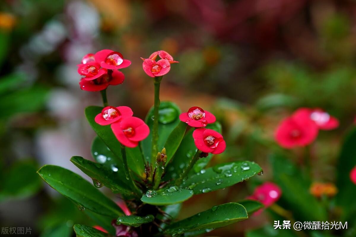 推荐10种最适合夏天养的花,君子兰开花时夏天几天浇一次水