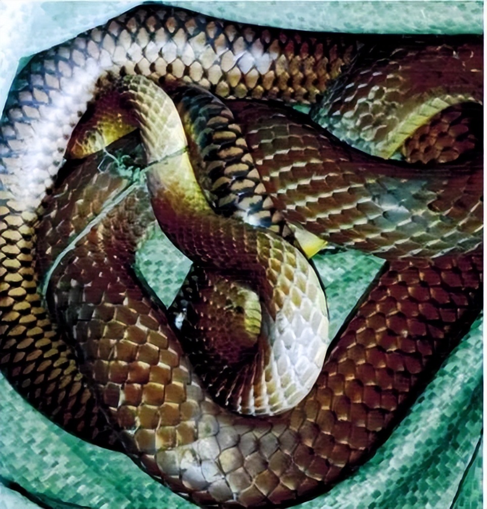 丛林探险美食大全,真正的丛林美食有哪些