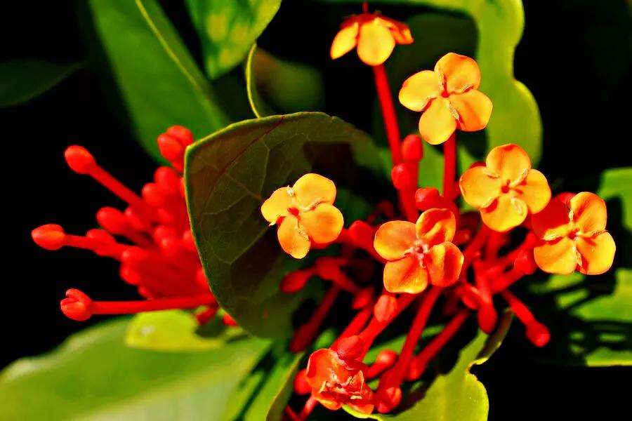 美丽的龙江河,美丽的草原我的家