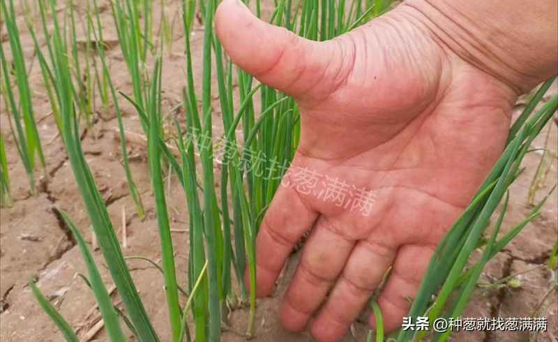 大葱育苗种植技术视频,大葱种子用双膜育苗好吗