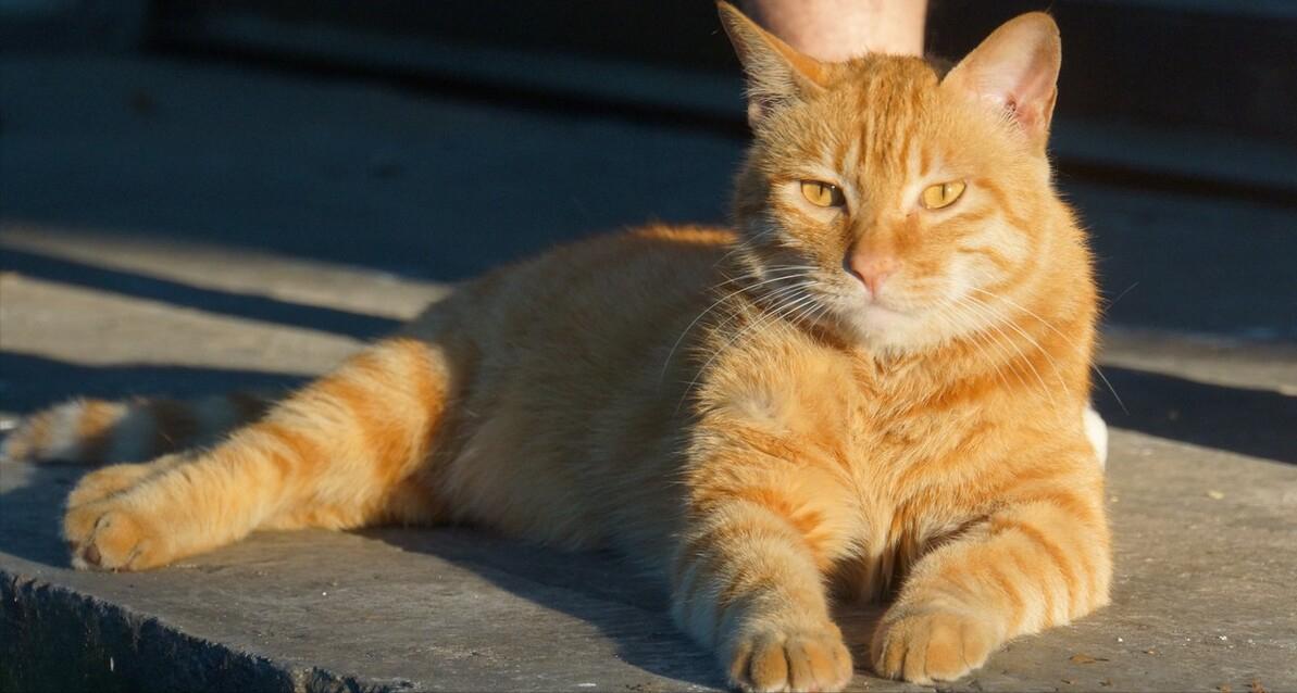 猫咪有这六种行为证明你养对猫了,猫咪有哪些表现证明你养得好呢