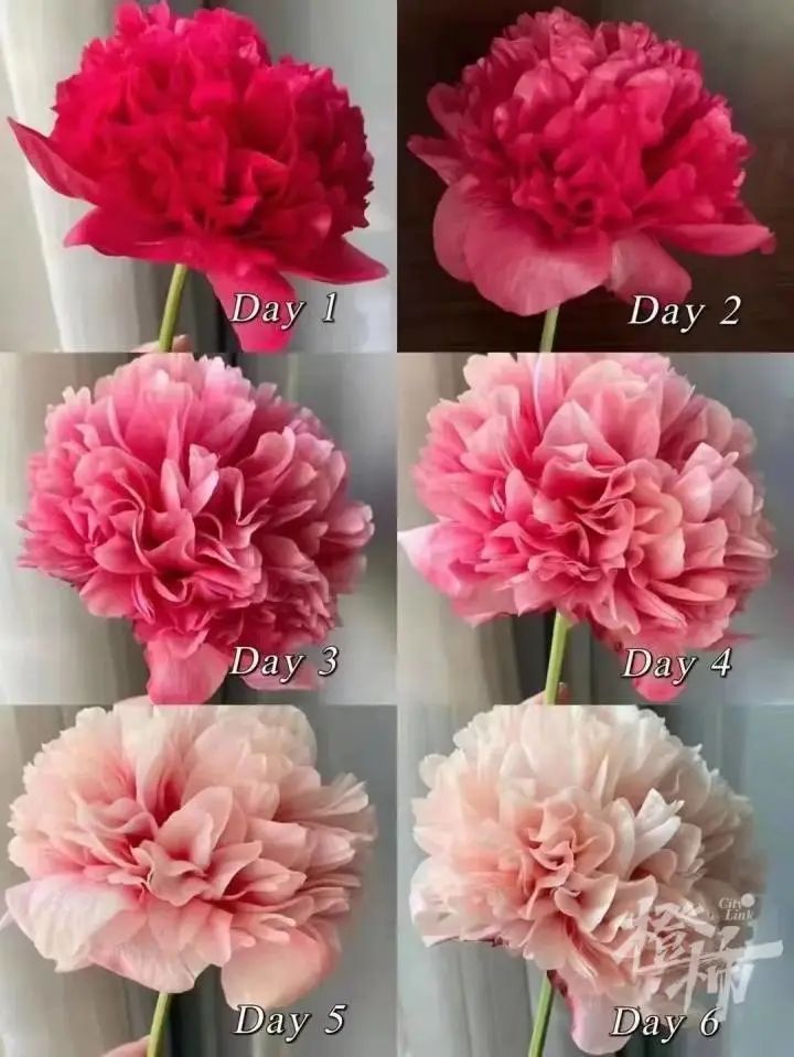 杭州姑娘在菏泽连住5天，只为抢到……