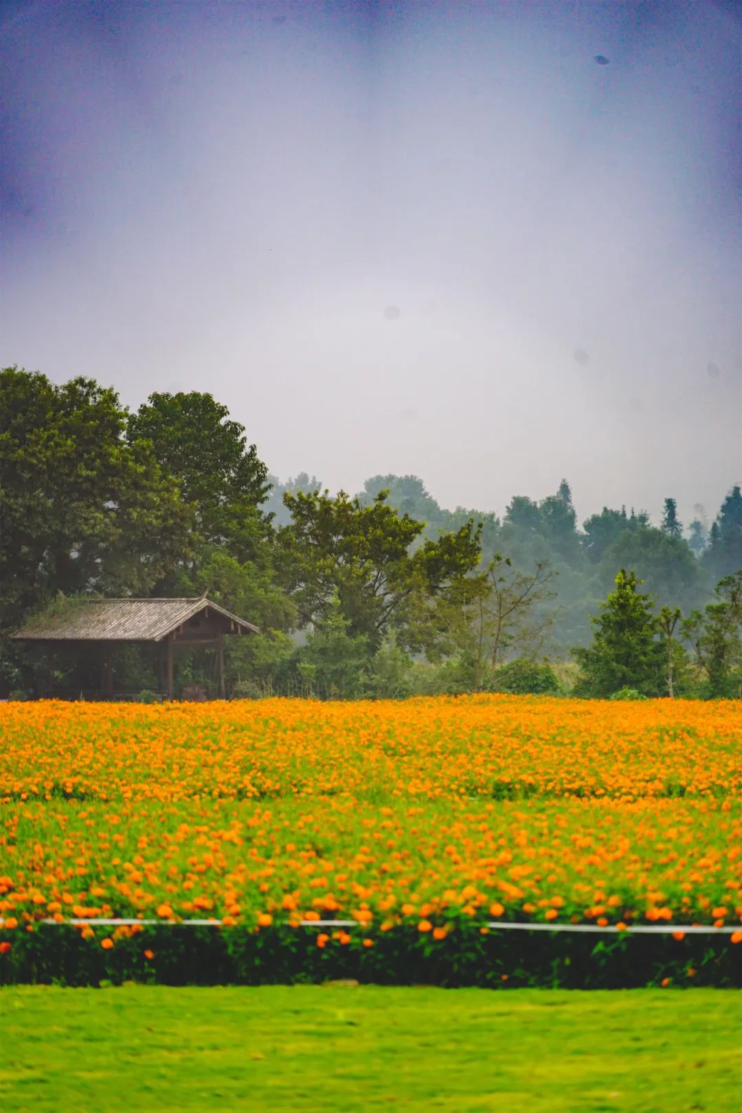 腾冲银杏秋色,腾冲银杏村四季景色