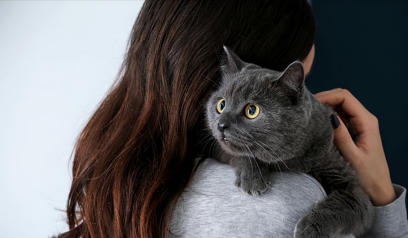 养猫会出事吗,养猫不容易得的病