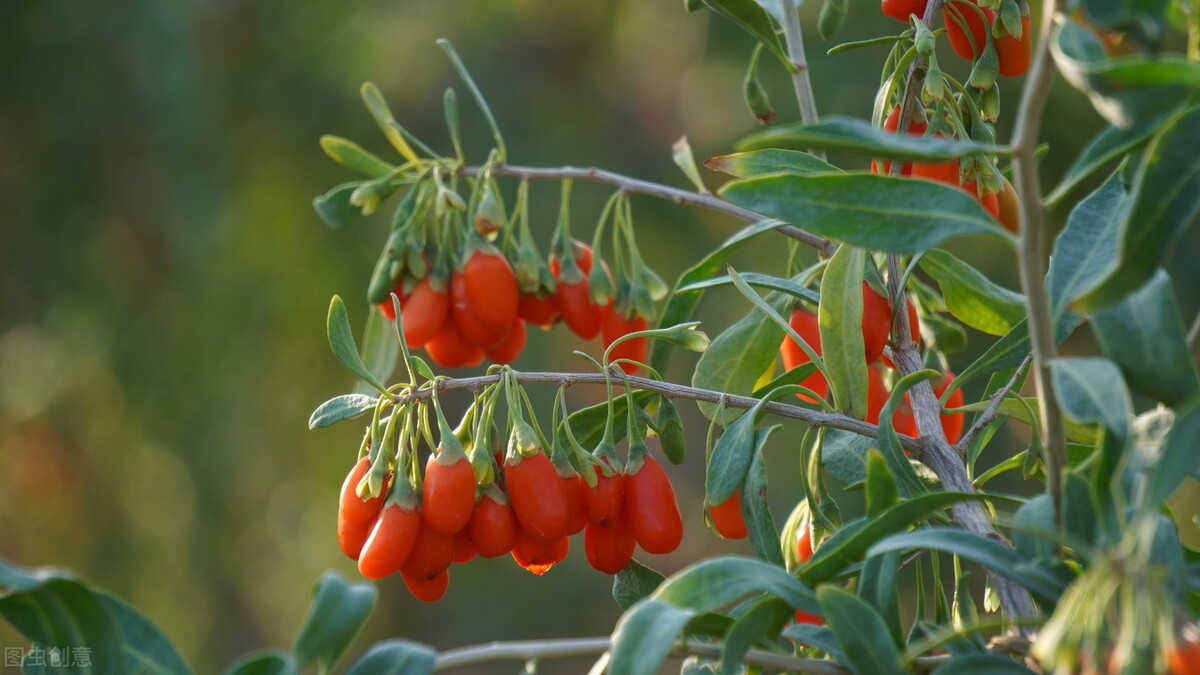 特色家庭农场-宁夏回族自治区海原县农腾种养殖专业合作社