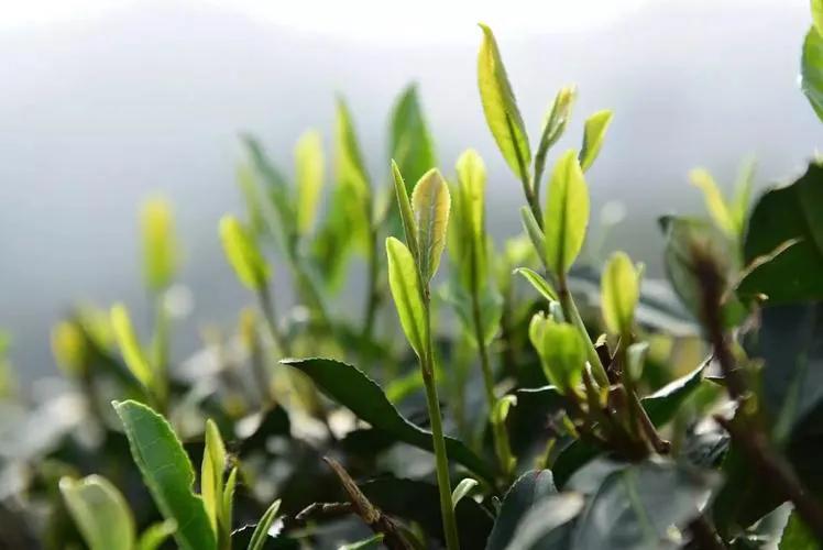 四川四大名茶是什么茶,四大名茶都是哪四种茶