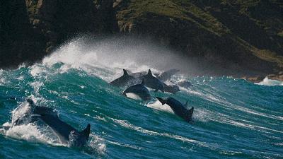 央视拍的七部神级纪录片图文书单,央视拍的七部神级纪录片素材