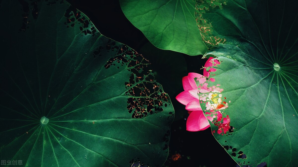 人生如梦，风过无痕，刘秉忠的干荷叶，书写繁华落尽后的苍凉寂寞