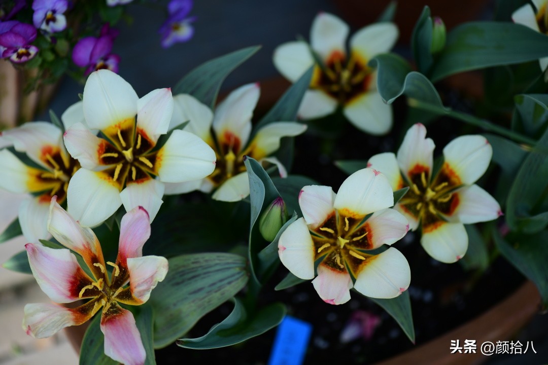 盘点今年河马花园里最美的几款郁金香|园丁