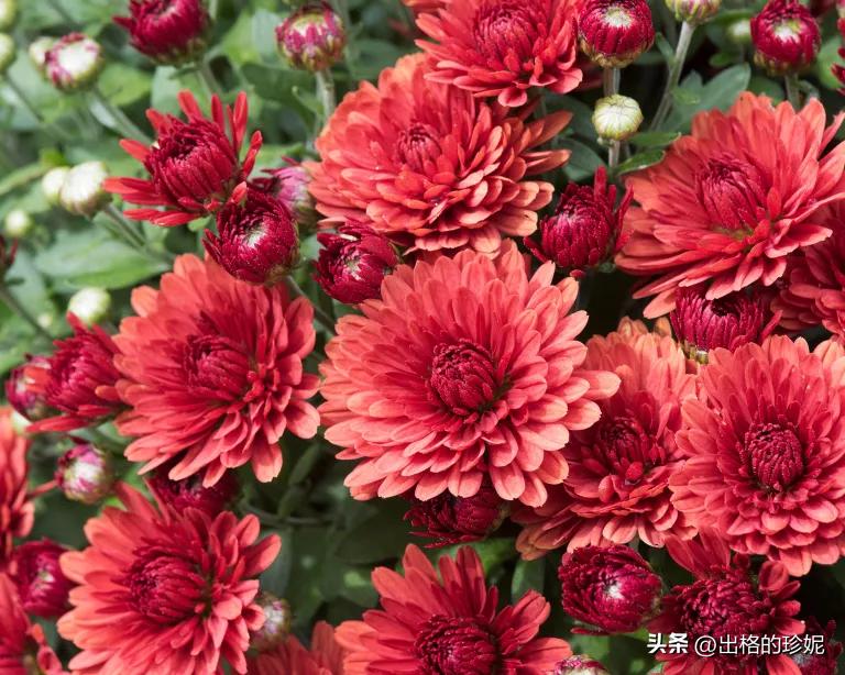 9月适合种植的花卉,初学者适宜养的10种花