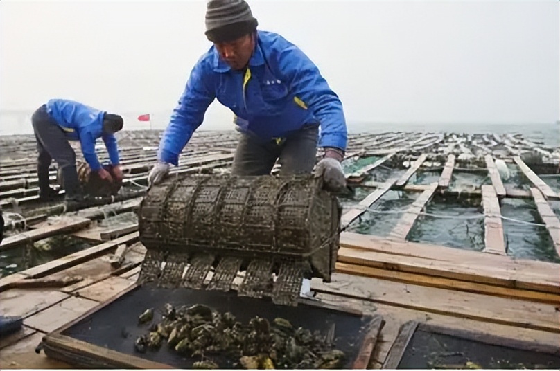 怎么样买不到假的海参,三无海参买不到