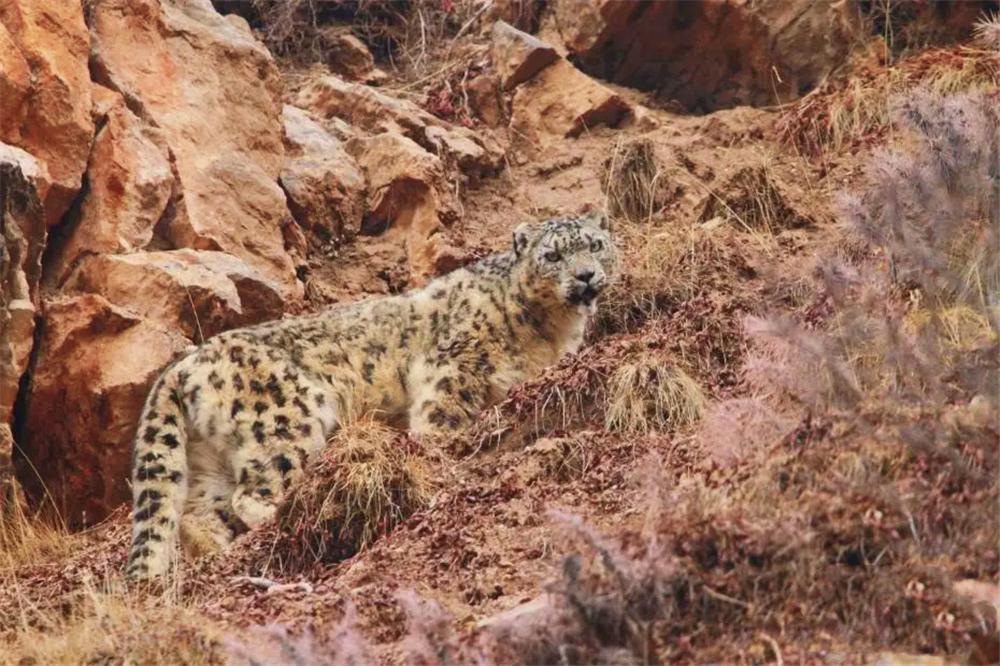 雪豹深夜袭击牦牛被驱离,雪豹一口咬死200斤小牦牛